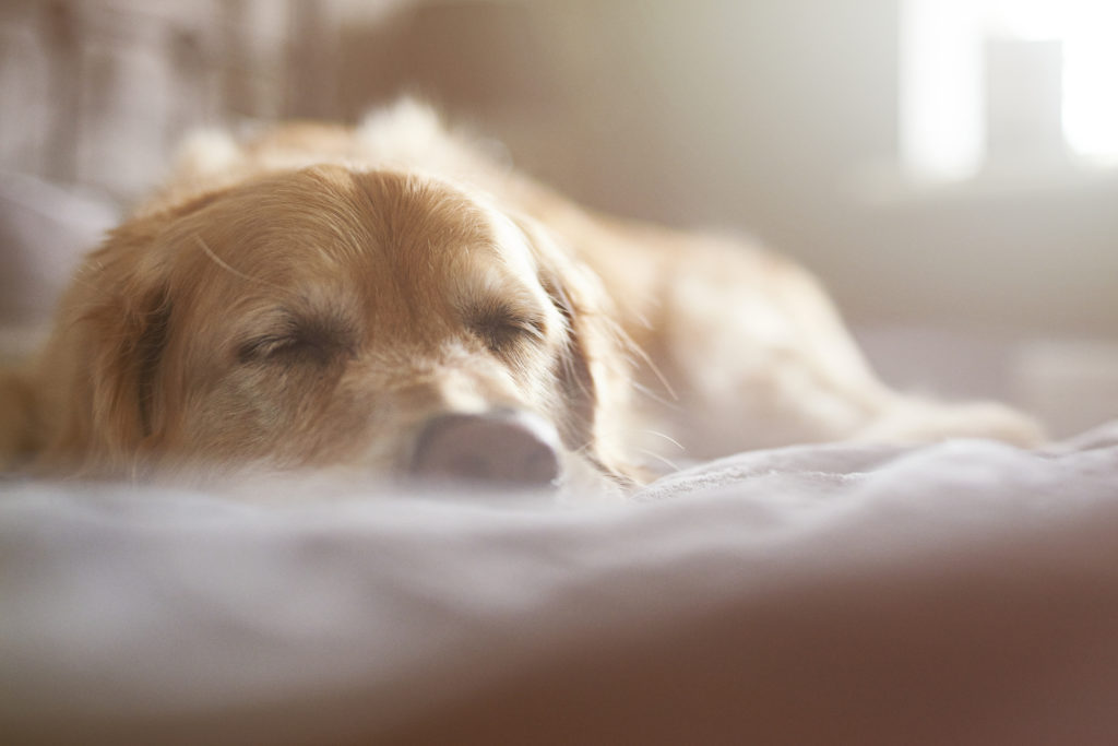 Golden Retriever asleep on the bed - Harmonien kennel